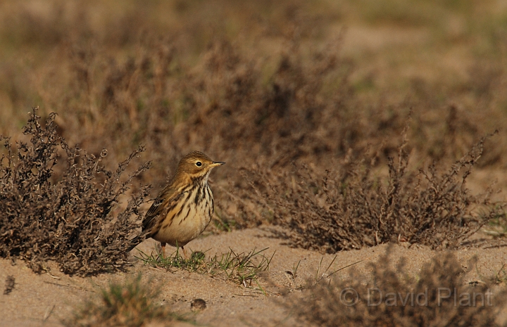 Meadow pipit in saltmarsh - A.jpg - Meadow pipit in saltmarsh - Norfolk